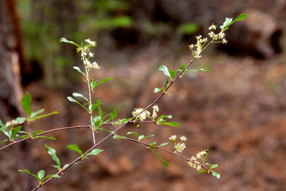 Prunus emarginata