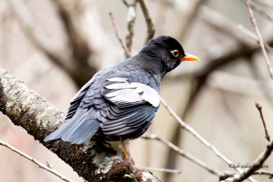  5006042 Grey Winged Blackbird