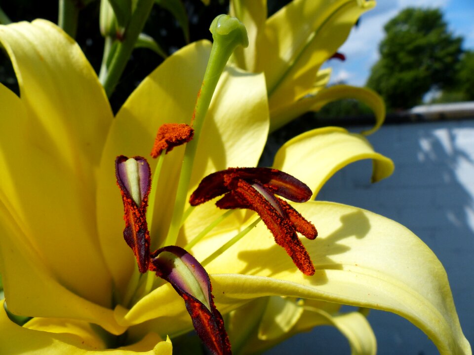 Blossom bloom close