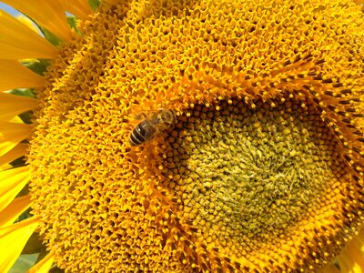 Nature bee flora
