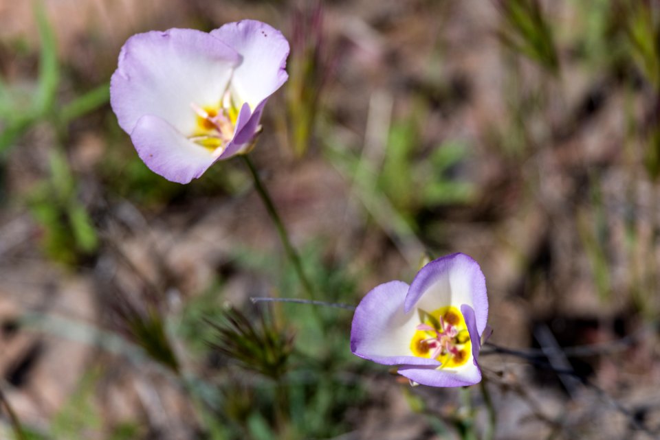 Sycamore Canyon Road: FR 9508