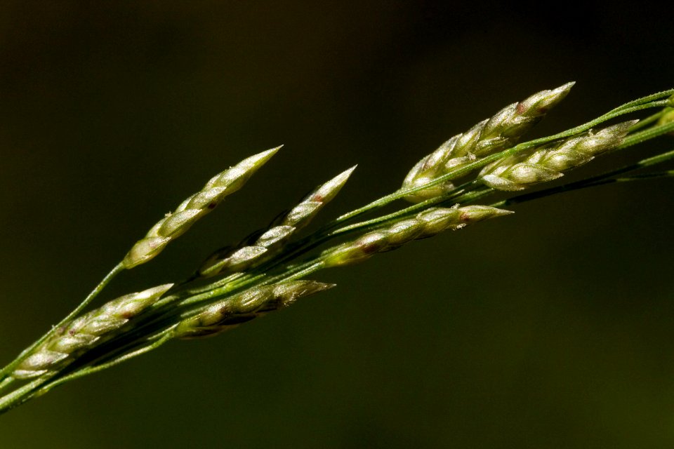 Eragrostis mexicana