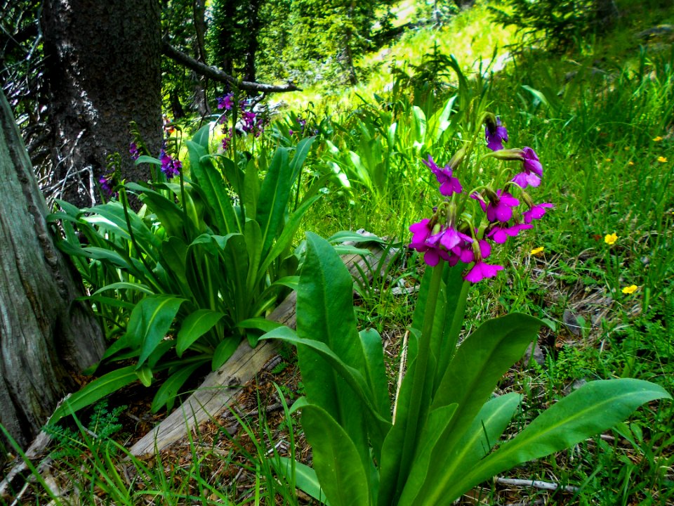 Humphreys Trail No. 51