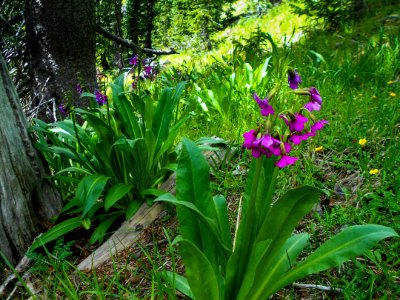 Humphreys Trail No. 51