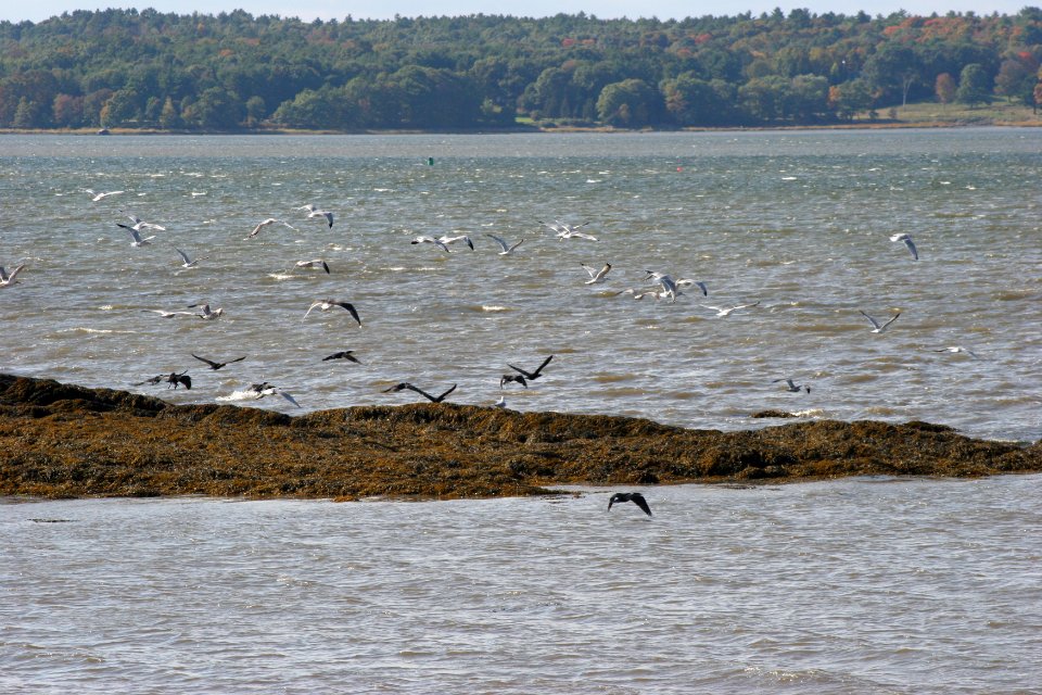 Shorebirds at Great Bay NWR