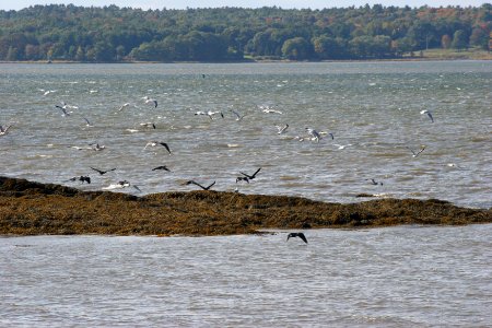 Shorebirds at Great Bay NWR
