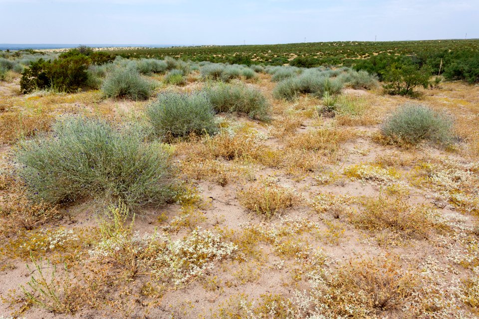 East side of the Rio Grande near Berino