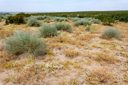 East side of the Rio Grande near Berino