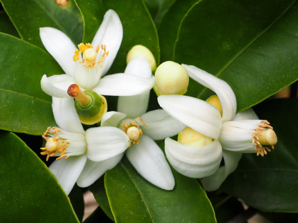 Bloom white oranges
