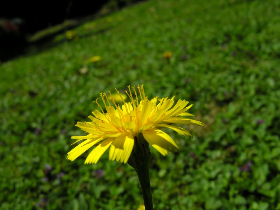 Summer natural garden