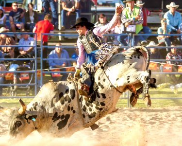 Blue Mountain Bull Ride 2013