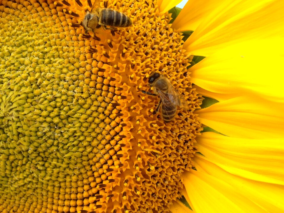 Nature bee flora