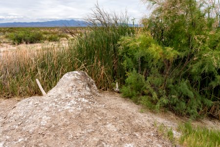 Dead Oryx Mound Spring