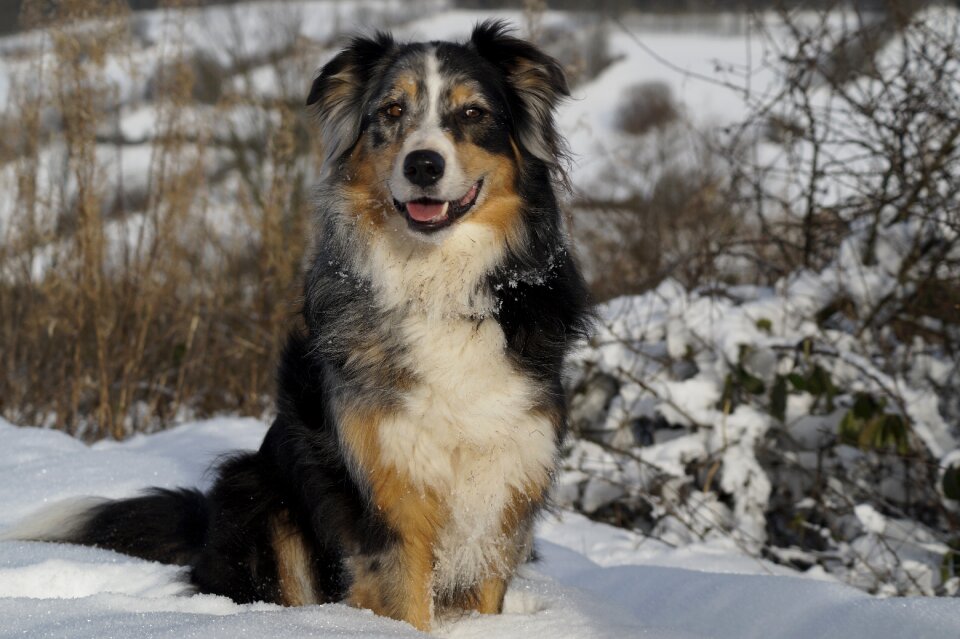 Pet blue merle animal portrait