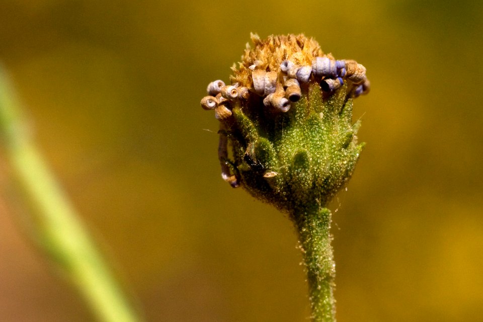 Psilactis asteroides