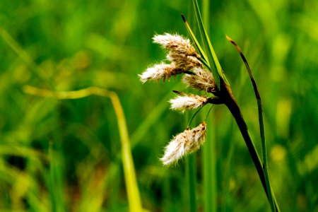Eriophorum angustifolium