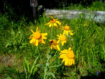 Humphreys Trail No. 51