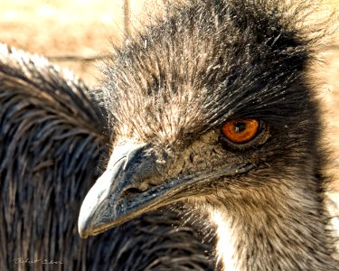 ostrich photo