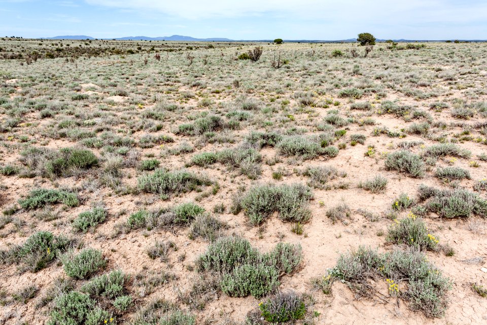 Northeast of Cat Head Mesa