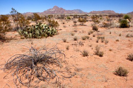 North side of NM Hwy. 80 on the west side of the Peloncillo Mountains