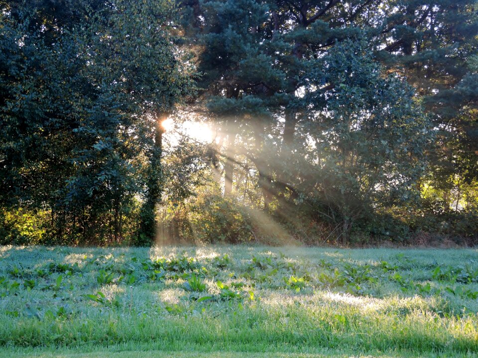 Nature sunlight leaves