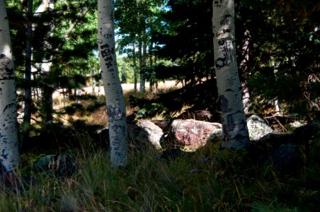 Aspen Loop Trail No. 73
