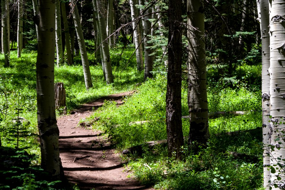 Inner Basin Trail No. 29