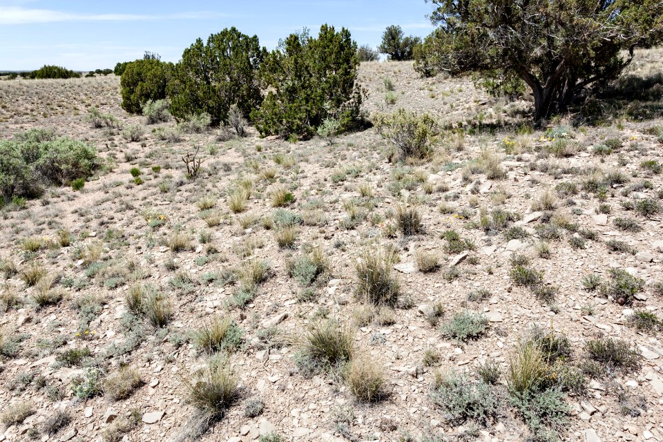 Northeast of Cat Head Mesa