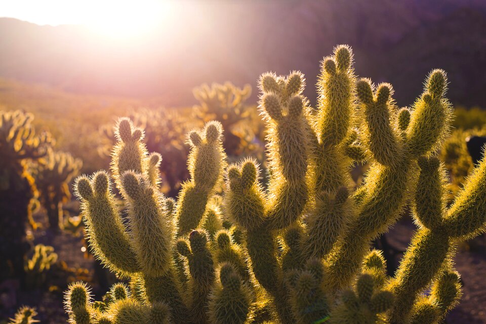 Green landscape desert