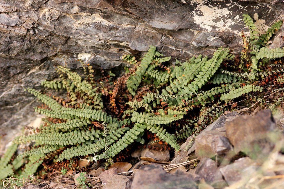 Asplenium resiliens
