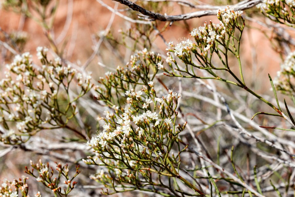 Eriogonum leptophyllum