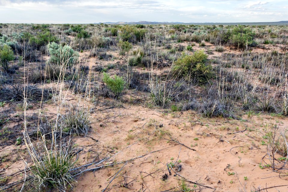 East edge of Bosque del Apache NWR