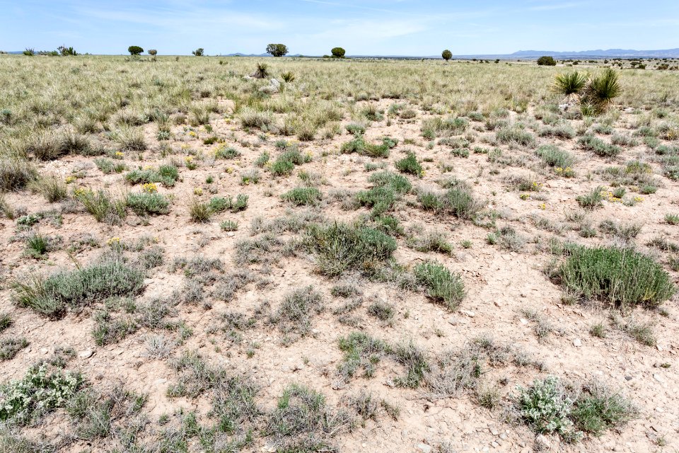 Northeast of Cat Head Mesa