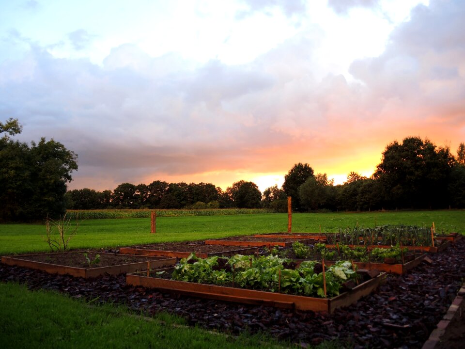 Horizon vegetable colorful sunset