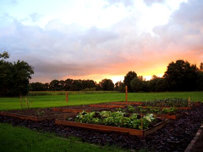 Horizon vegetable colorful sunset