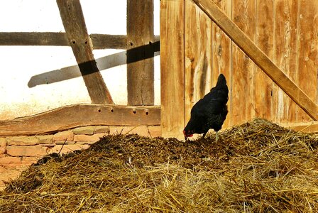 Agriculture poultry country life photo