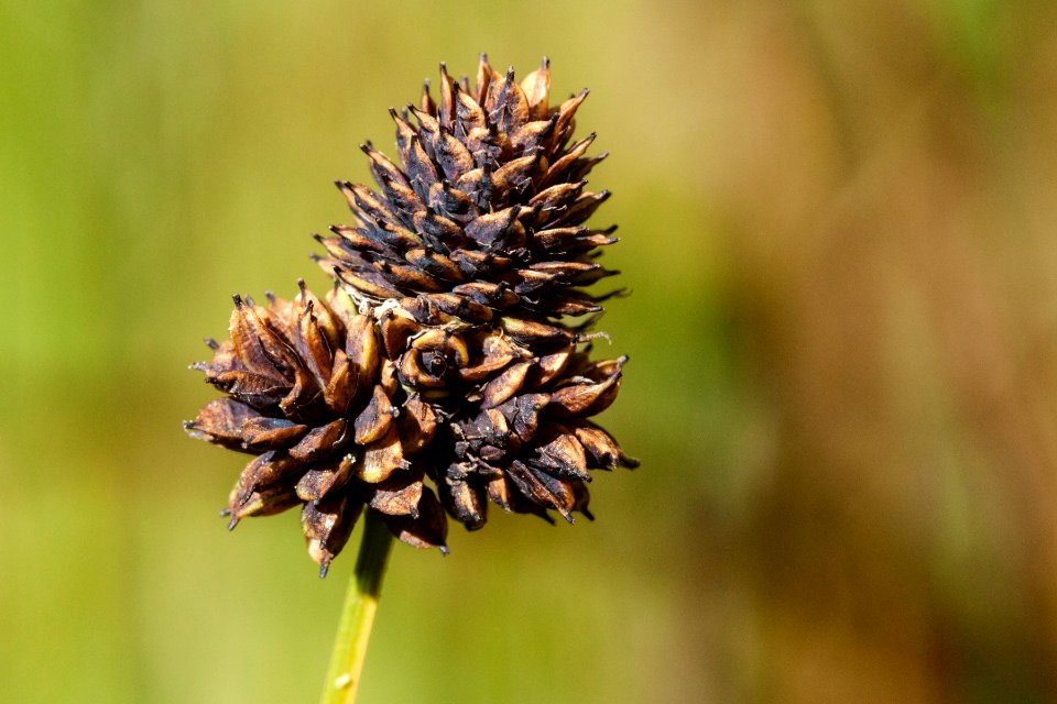 Carex nova
