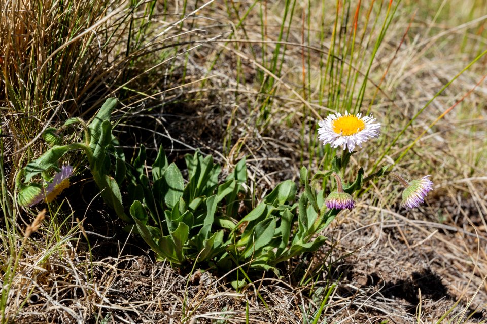 Erigeron formosissimus