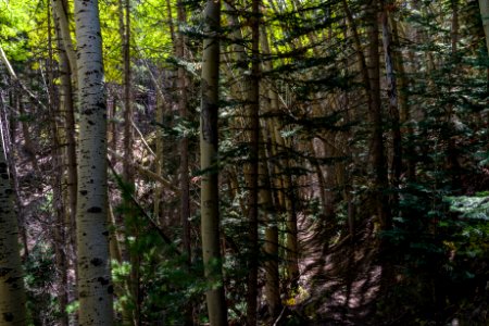 Bear Jaw Trail: Abineau-Bear Jaw Loop