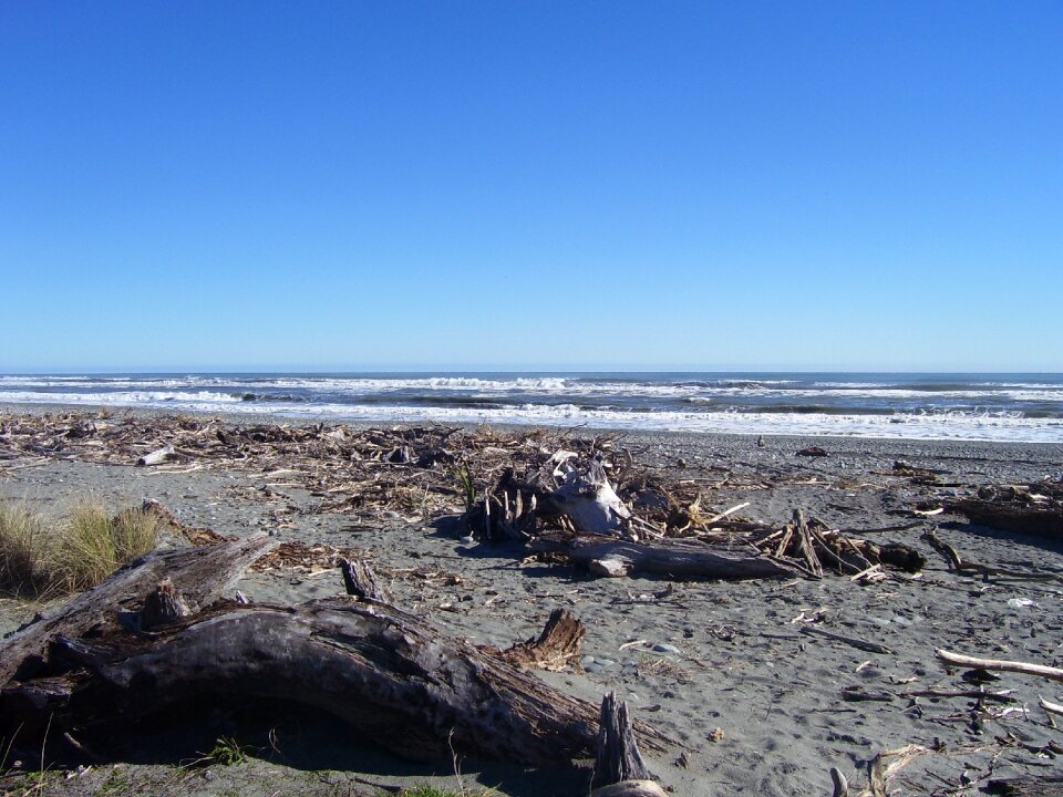 Coastline shore driftwood
