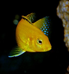 Blue fin labidochromis photo