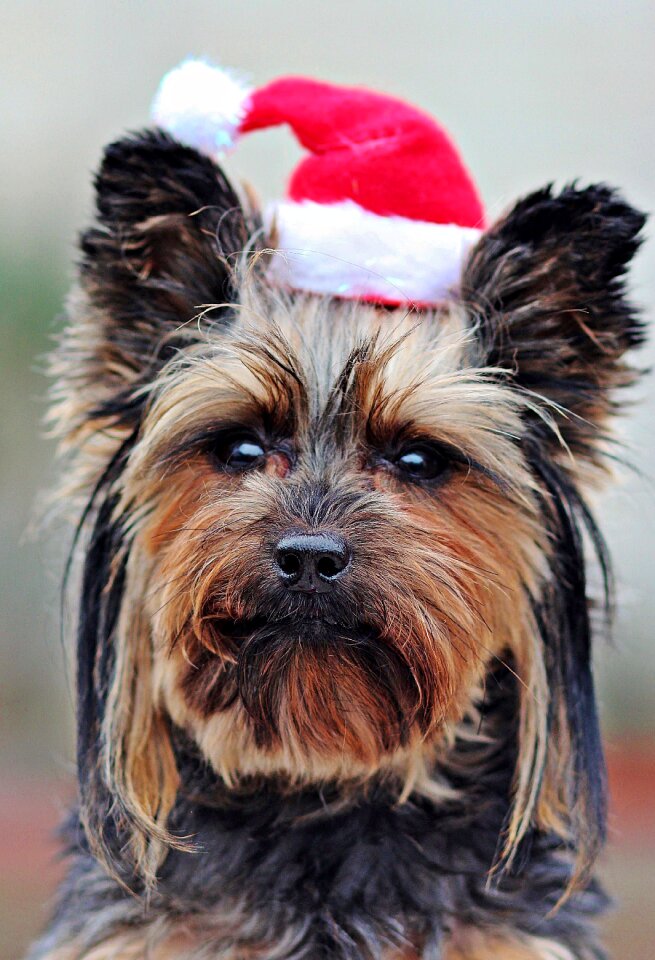Portrait yorkshire terrier christmas