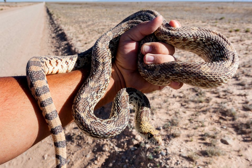 Pituophis catenifer