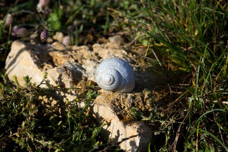 Snail stone meadow
