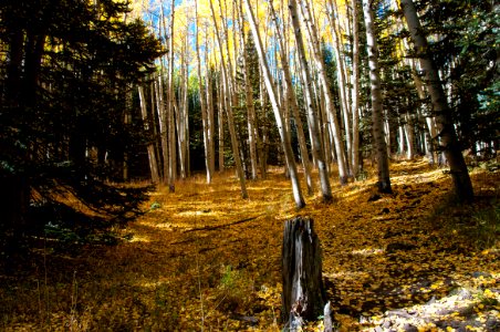 Inner Basin Trail No. 29