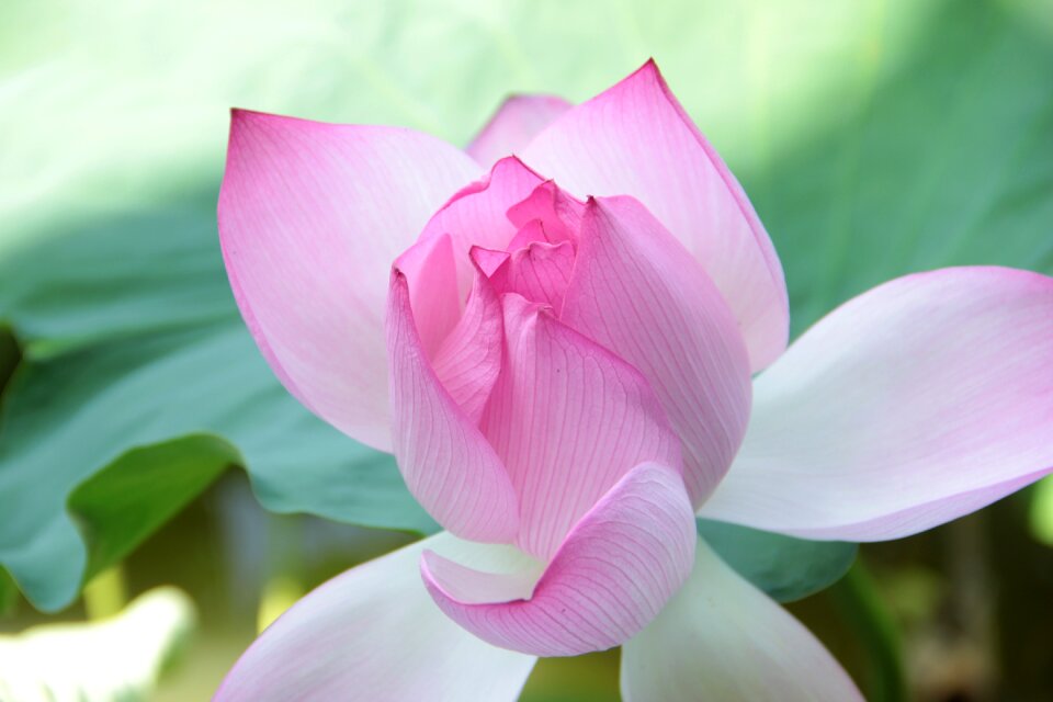 Spring park flower