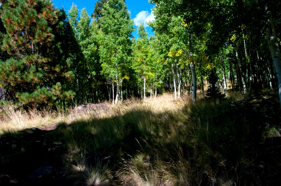 Aspen Loop Trail No. 73