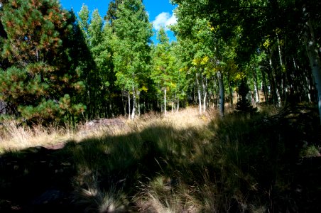 Aspen Loop Trail No. 73