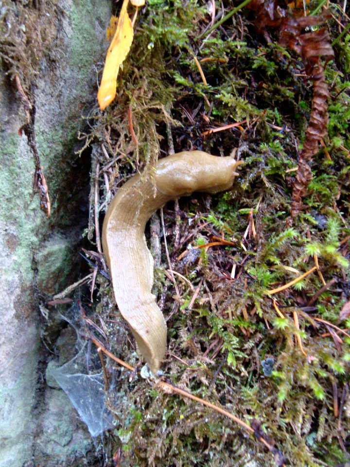 Monster Slug