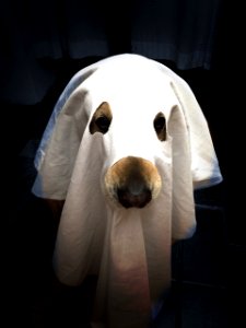 Mi dog